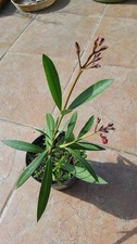 Oleander Pink/Rot - Ableger im 12cm Topf