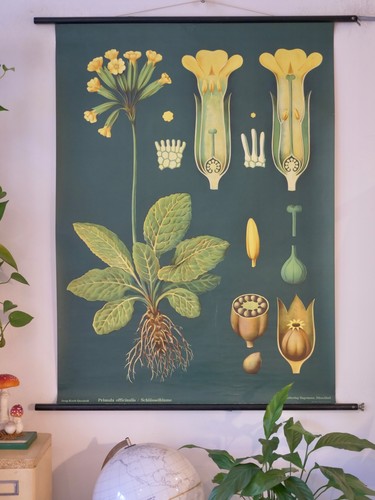Vintage schulwandkarte - vintage,