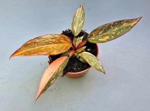 Sehr schöner philodendron - sehr,