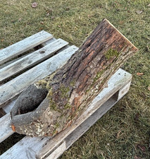 Baumscheibe Altholz hohles