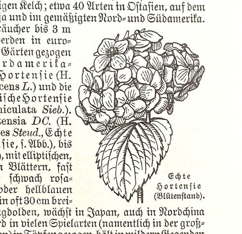 Alte lithographie hydrangea - alte,