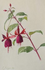 Fritz Berger Flower Study