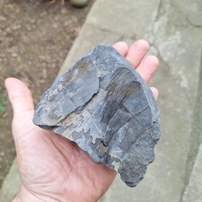 Pflanze,  Fossilien 3d