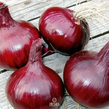 Zwiebel Carmen 50 Stück