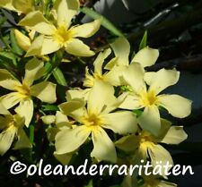 Oleander Pflanze MARIE GAMBETTA 50-60 cm 3l Topf  KANARIENGELB