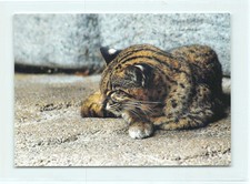 1 AK Iriomote-Katze Bengalkatze Kleinkatze Raubkatze Raubtier 1 !!! *