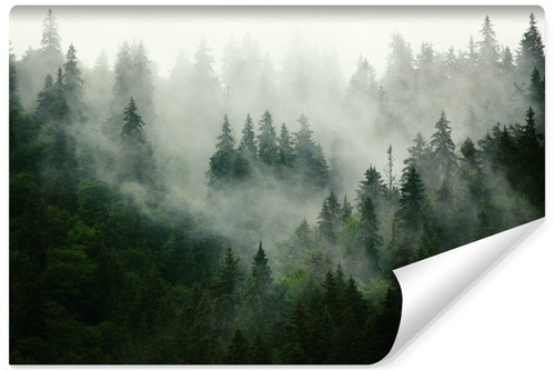 Selbstklebende fototapete wald - selbstklebende,