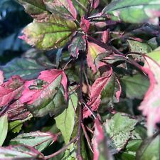 Hibiscus rosa sinensis “Hot red”