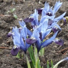 @ (◕‿◕)\@ Iris reticulata Netzblatt-Schwertlilie " Clairette  "