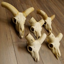 Mufflon (Ovis gmelini musimon)