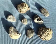 Sammlung Strandfunde