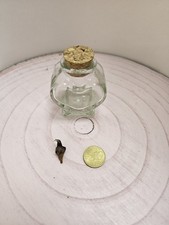 heavenly HOYA  Alocasia Loco Rhizom