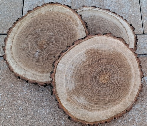 Holzscheiben astscheiben - holzscheiben,