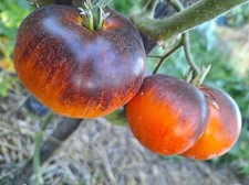 TOMATE CHUPA CHUPS 5+ Samen - samenfeste Fleischtomate P 618