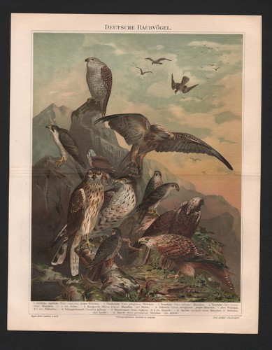 Chromo lithografie 1897 - chromo-lithografie,