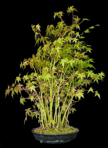 Bonsai ahorn wald acer - -,