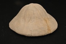 Fossiler Bär Clypeaster Altus