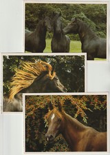AK Pferde 3 versch. NEU, Junge Friesen Asil-Araber-Hengst -Stute Artcolor-Verlag