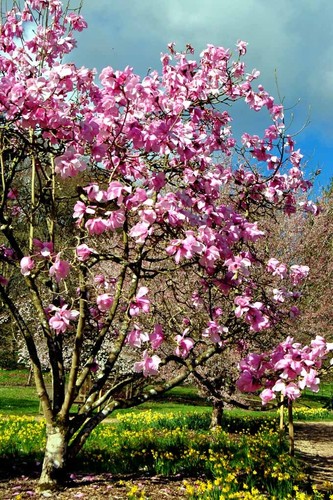Magnolienbaum batsford - magnolienbaum,