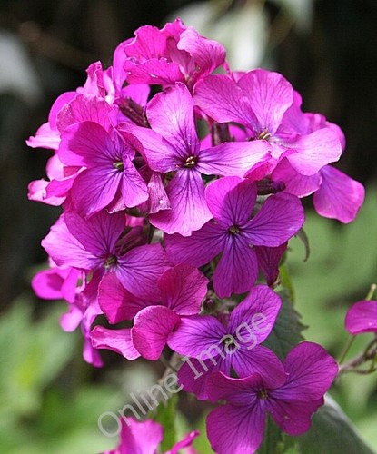 Foto 6x4 purple - foto, honesty