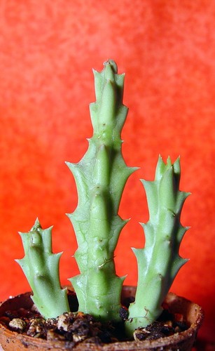 Orbea semota cm groß - orbea, 5,5