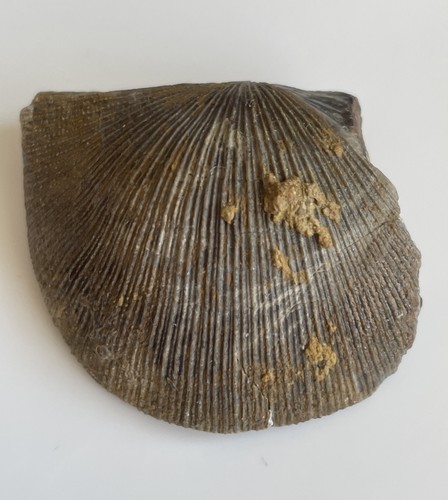 Xystostrophia umbraculum