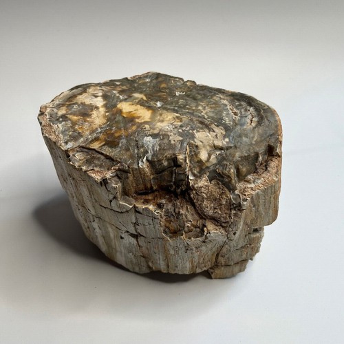 Versteinertes holzstück - versteinertes,