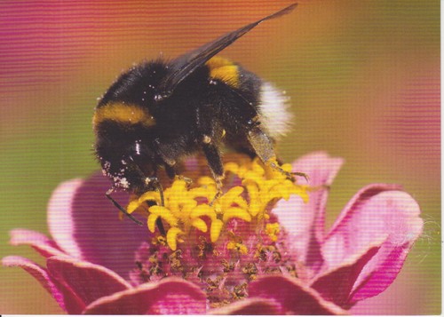 Doppelpostkarte hummel auf - doppelpostkarte:,