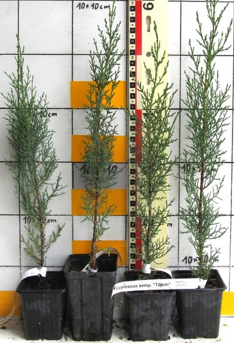 Cupressus semp totem - semp.,
