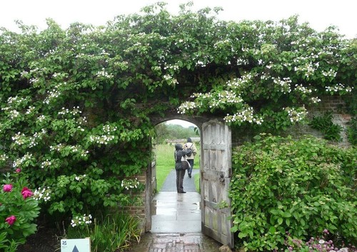 Kletterhortensie hydrangea - kletterhortensie,