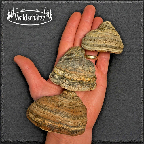 Zunderschwamm waldpilz - -,