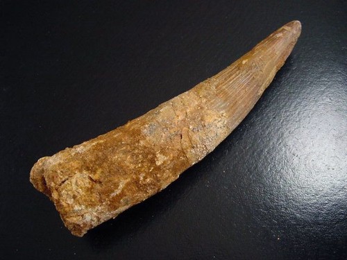 Spinosaurus zahn - zahn, 12,1