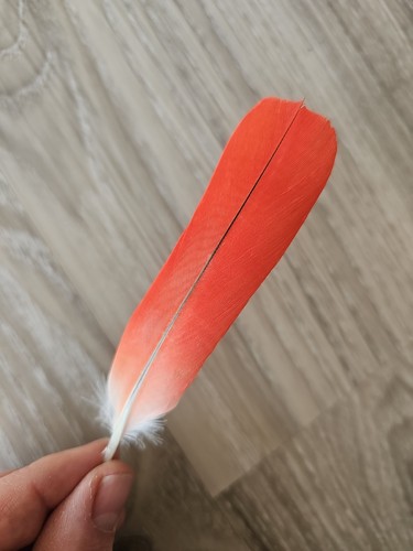 Rot vogelfeder - ❤,
