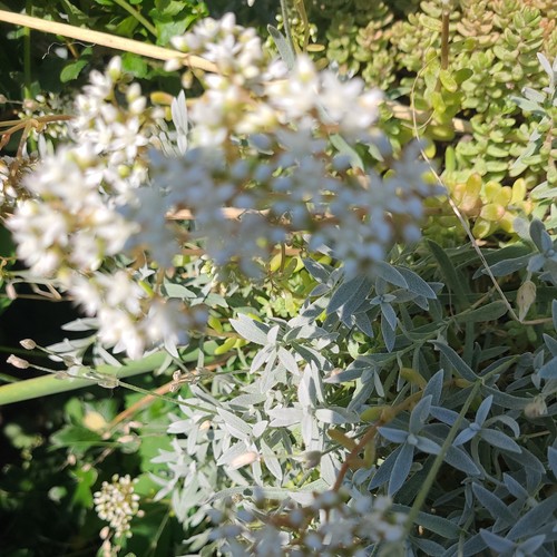 Sedum topf weisse - sedum, cm