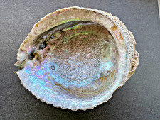 Große Abalone Muschel 14,4 cm