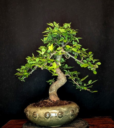 Bonsai chinesische ulme ulmus - ulme,