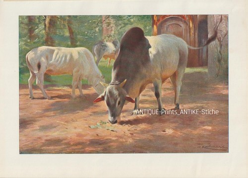 Zebu seltener - (bos, indicus)