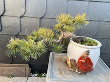 Bonsai Mädchenkiefer 25 Jahre