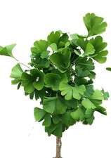 Fächerblattbaum 'Ginkgo biloba Mariken' Hochstamm 60 cm