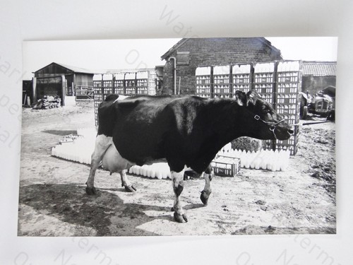 Britische holstein kuh - britische,