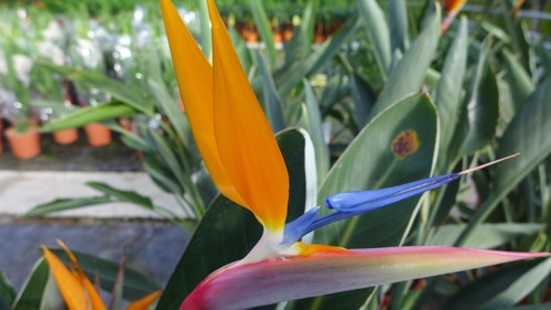 Papageienblume strelitzia - papageienblume,
