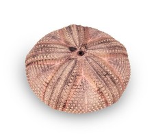 NaDeco Seeigel Gehäuse