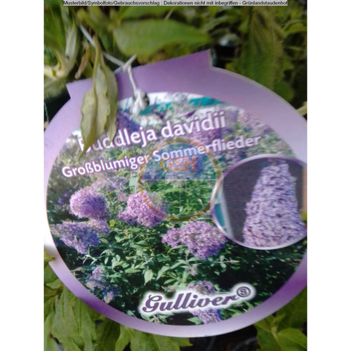 Buddleja davidii gulliver - buddleja,