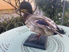Tierpräparat Vogel