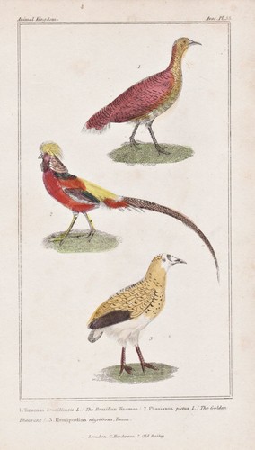 Steißhühner tinamou golden - tinamou,