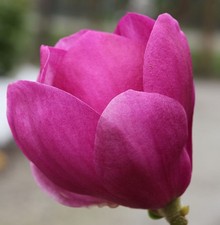 Magnolie Cleopatra® 80-100cm