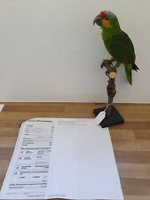 (Art.:N-3717) Schönes Tierpräparat "Papagei, Gelbwangen-Amazone"