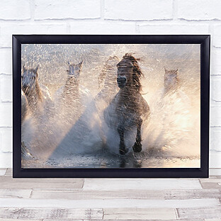 Run horse pferde - horse,