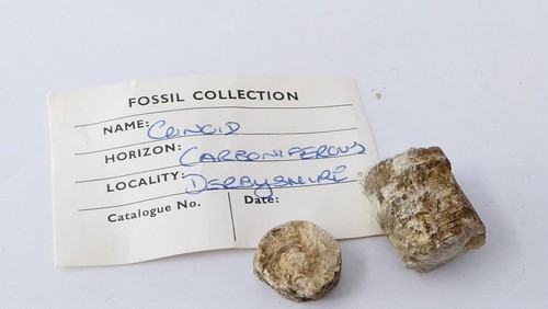 Antikes crinoid fossil - antikes,