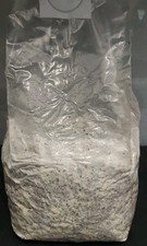 Körnerbrut BLAUER  AUSTERNPILZ, 1500ml, Pilzbrut, Import, Pilzzucht